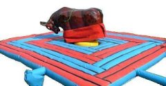 Rodeo Bull
